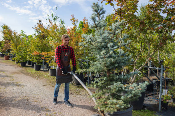 How Our Tree Care Process Works  in Loves Park, IL